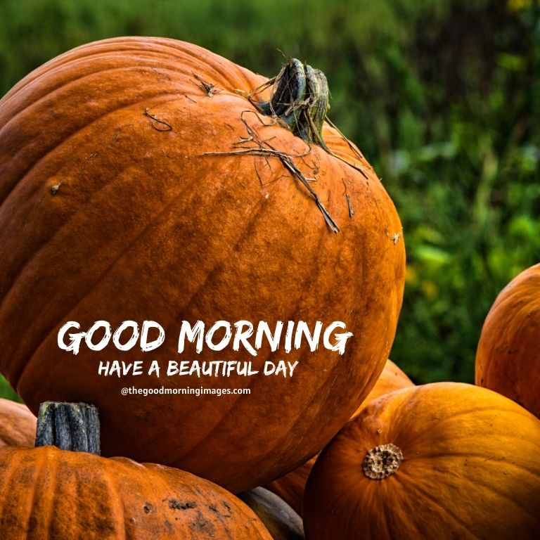 good morning pumpkin fall images