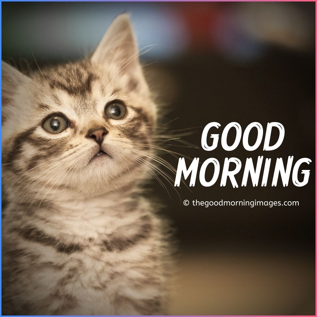 Cute Good Morning Kitten Images, Wallpaper & Pictures