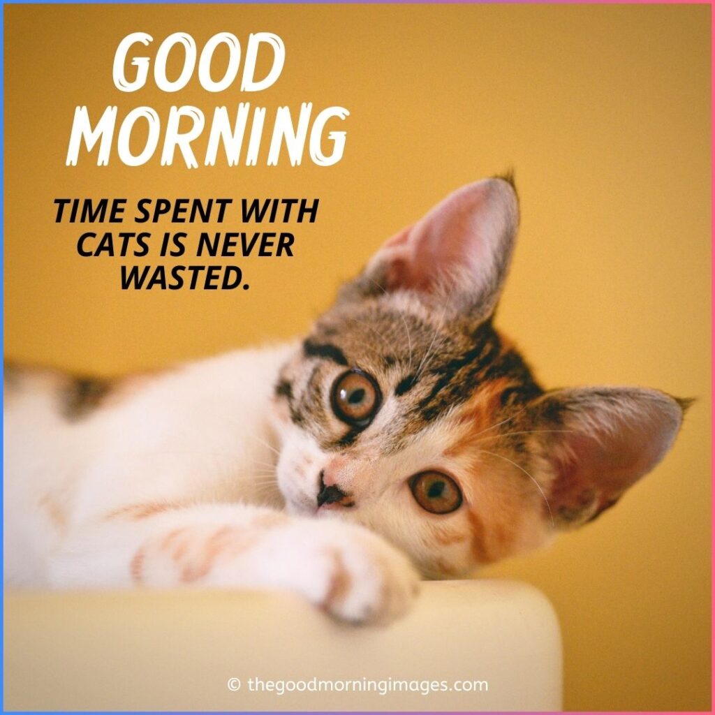 Good Morning Kitten with quotes images