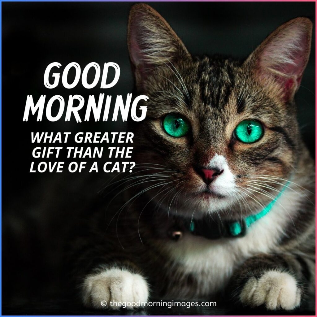 Good Morning green eyes Kitten Images