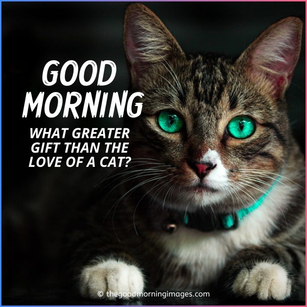 Cute Good Morning Kitten Images, Wallpaper & Pictures