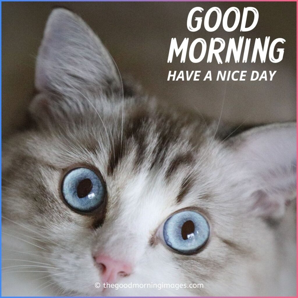 Morning Kitten Images