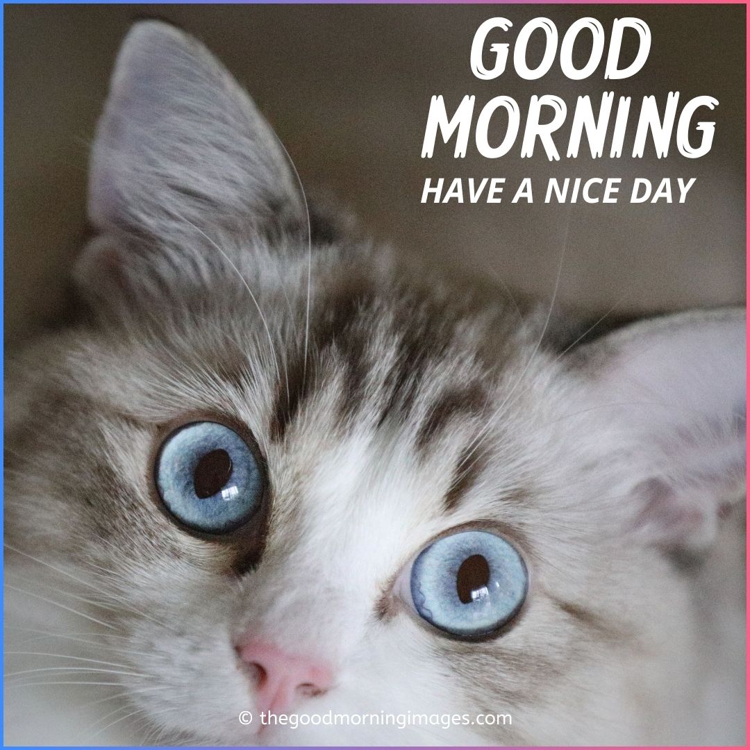 Cute Good Morning Kitten Images, Wallpaper & Pictures