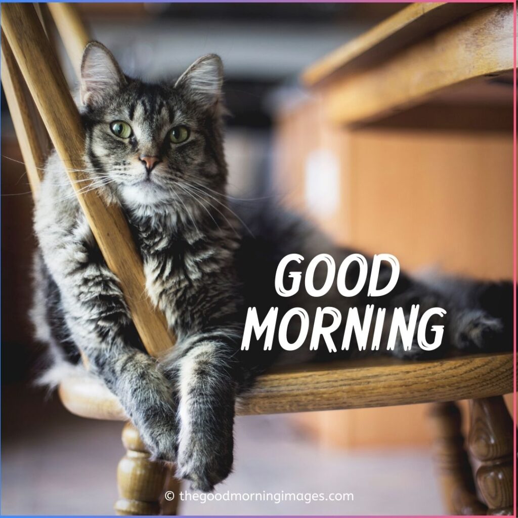 Good Morning Kitten photo