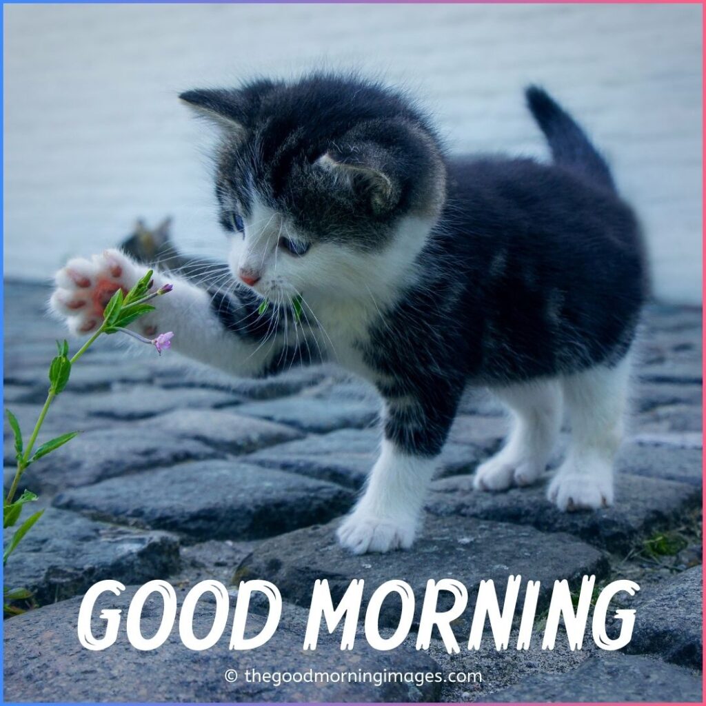 Good Morning Kitten photos