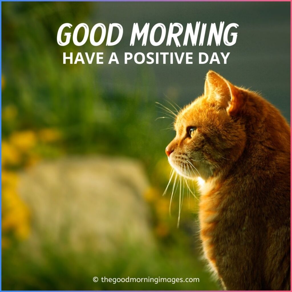 good morning kitty images