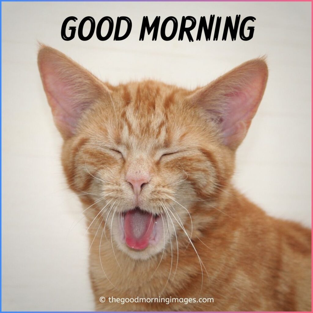 cute-cat good morning gif