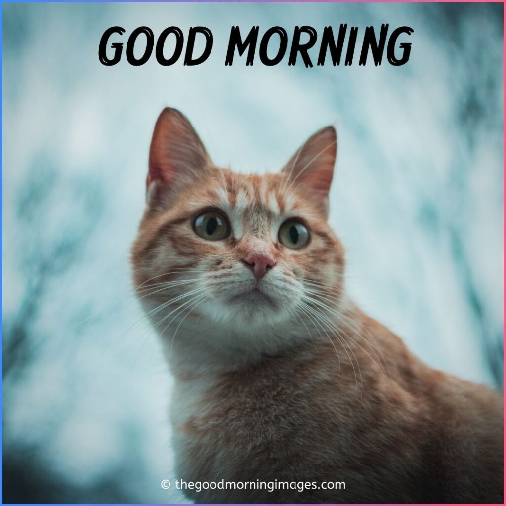 good morning cat images download