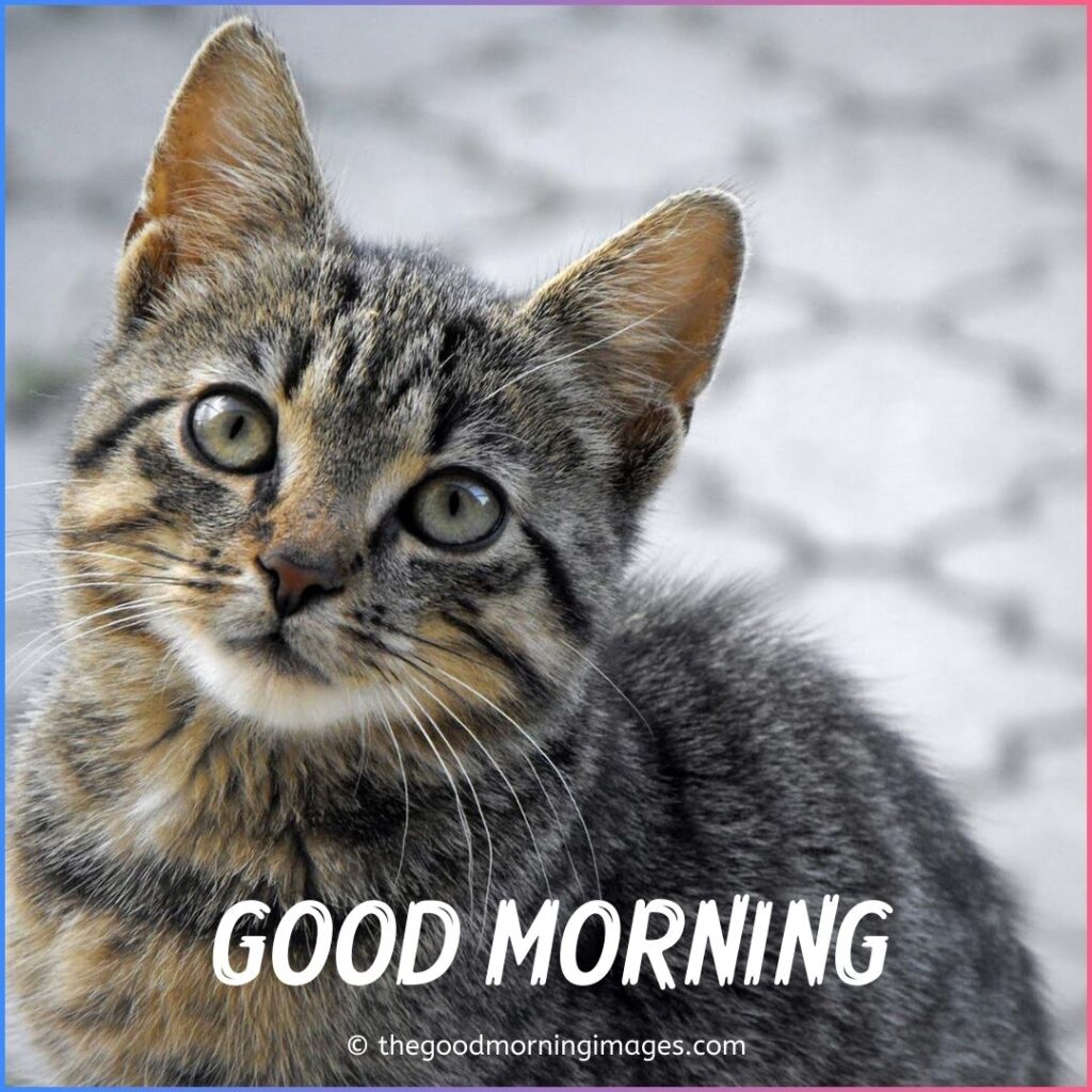 beautiful good morning cat images