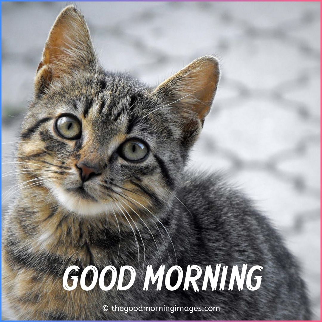 Cute Good Morning Kitten Images, Wallpaper & Pictures