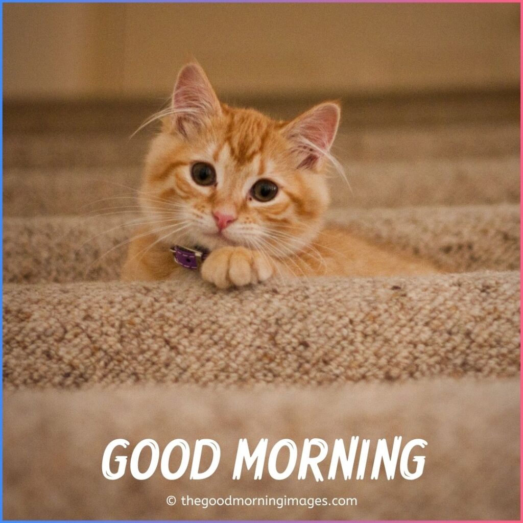 good morning kitten images