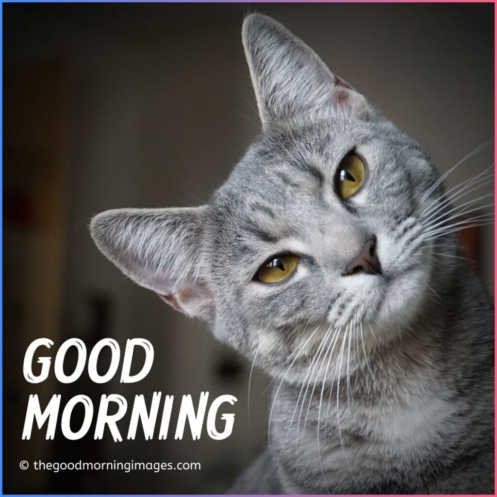 Good Morning Kitten Images