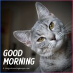 Cute Good Morning Kitten Images, Wallpaper & Pictures