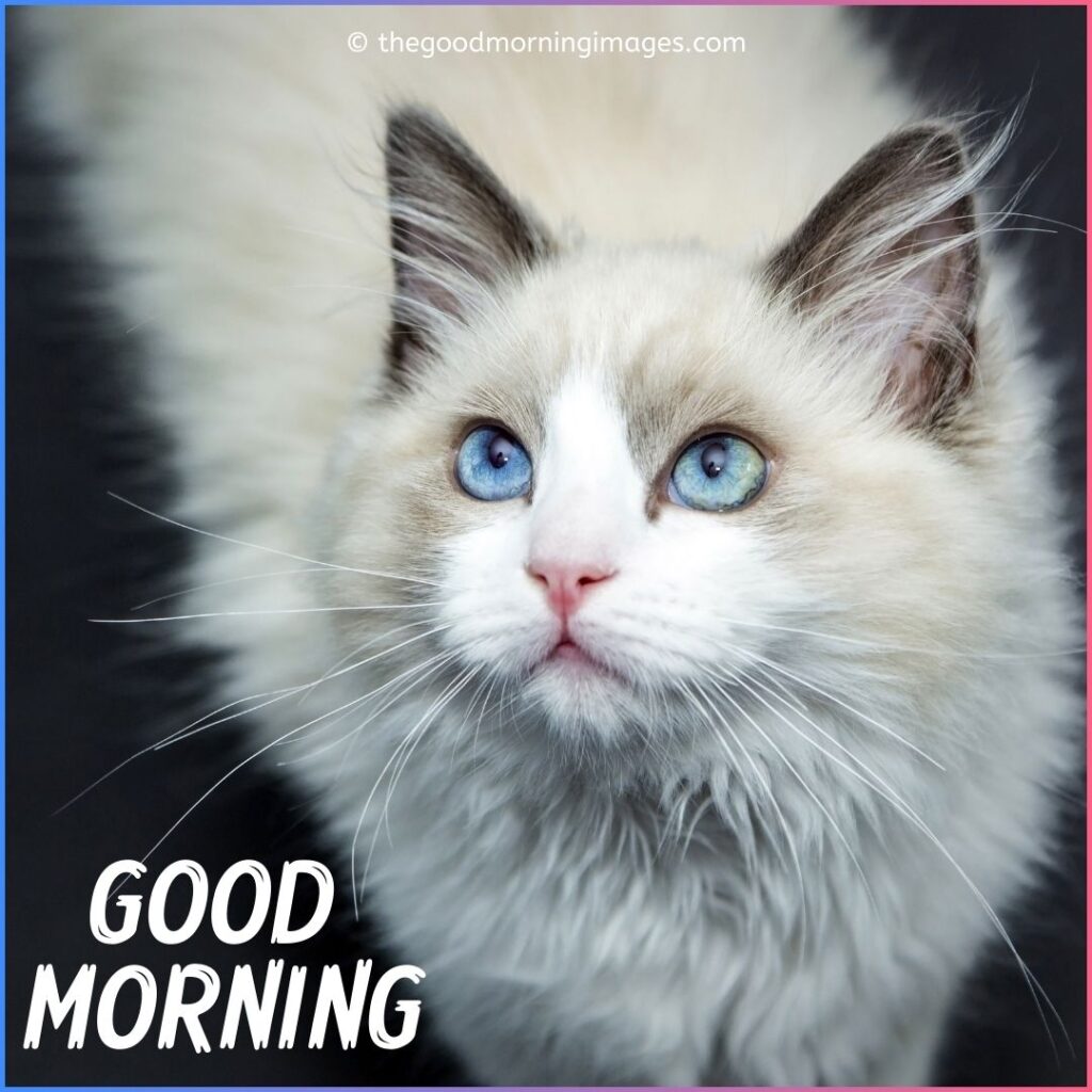 good morning kitten images