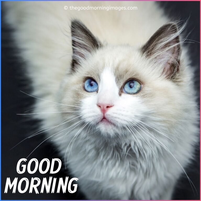 Cute Good Morning Kitten Images, Wallpaper & Pictures