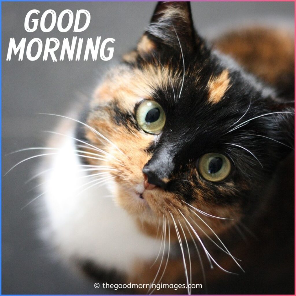 good morning kitten images