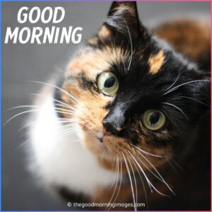 Cute Good Morning Kitten Images, Wallpaper & Pictures