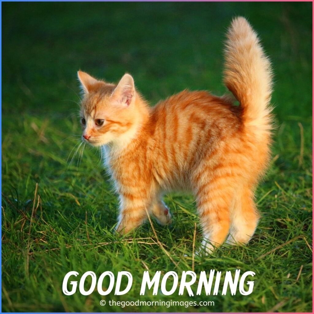 Cute Good Morning Kitten Images, Wallpaper & Pictures