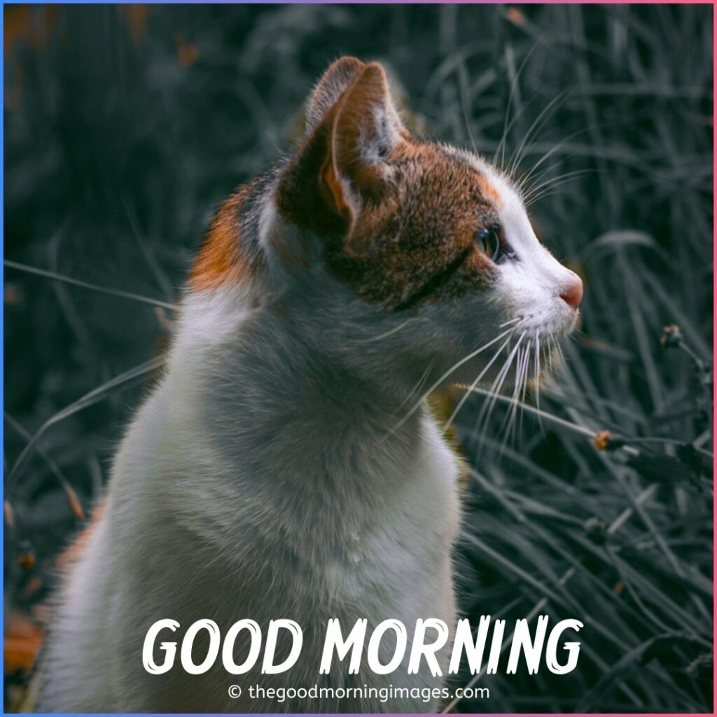 good morning kitten images