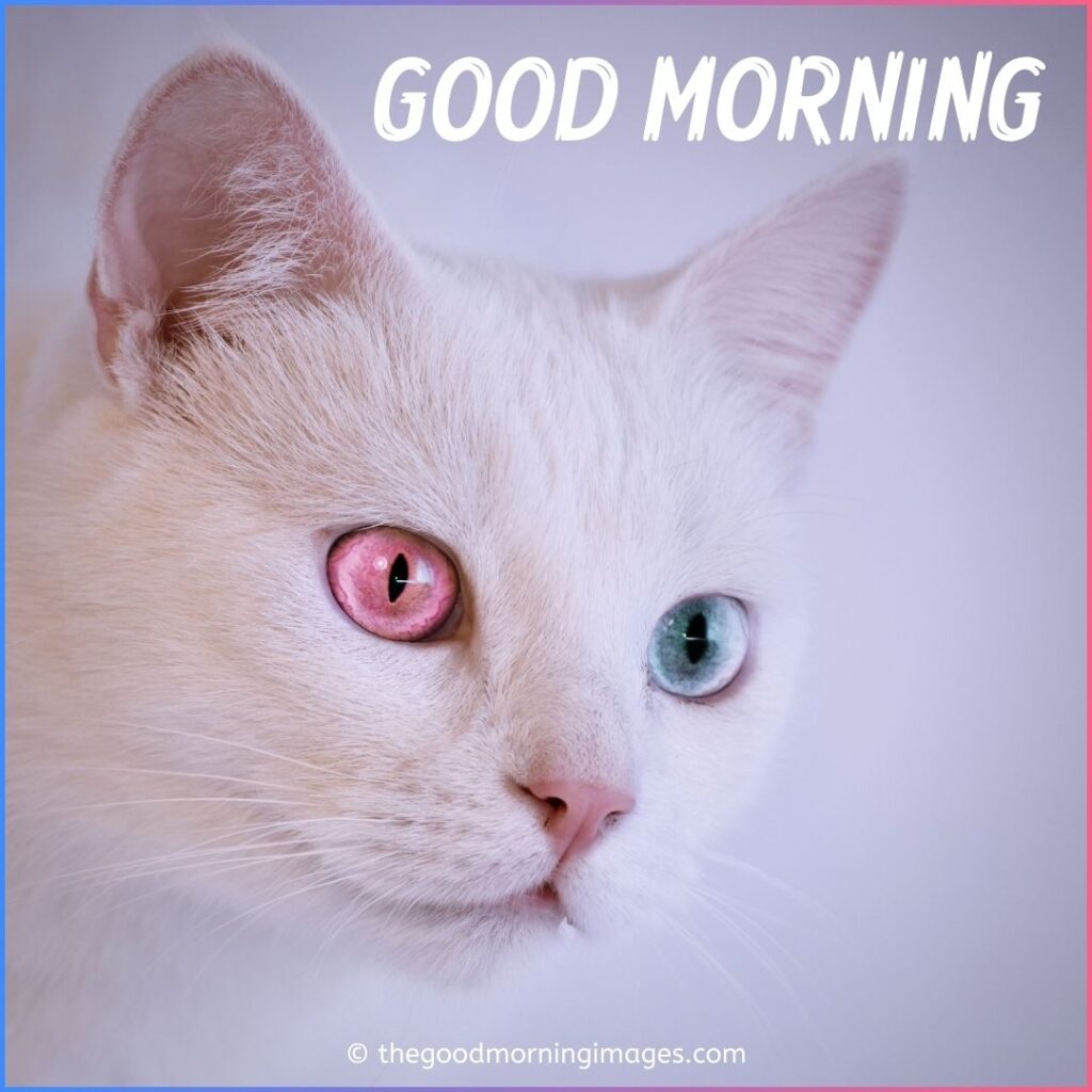 pink eyes kitty morning pic