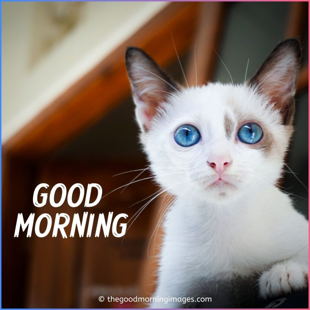 white and blue eyes kitty morning pic