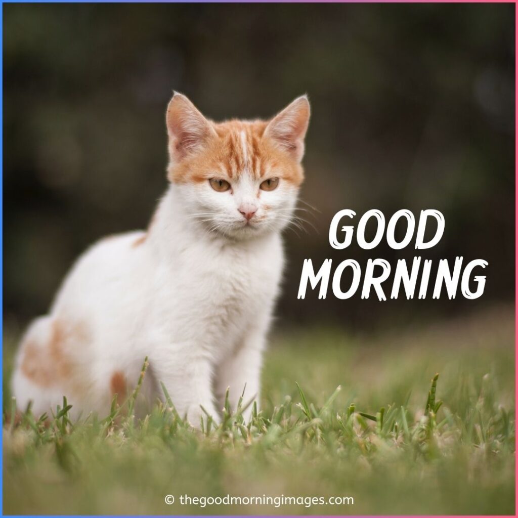 good morning white kitten images