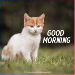 Cute Good Morning Kitten Images, Wallpaper & Pictures