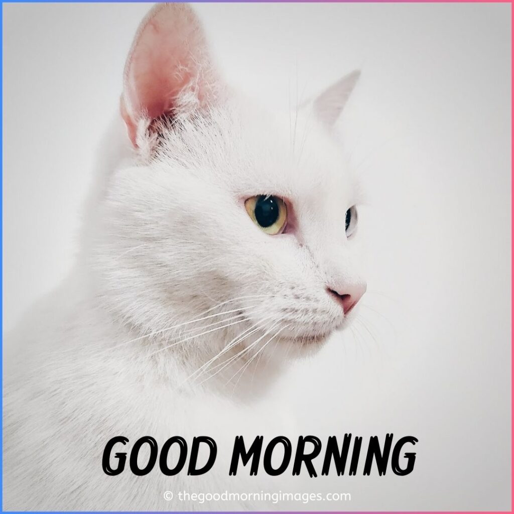 good morning white kitten images