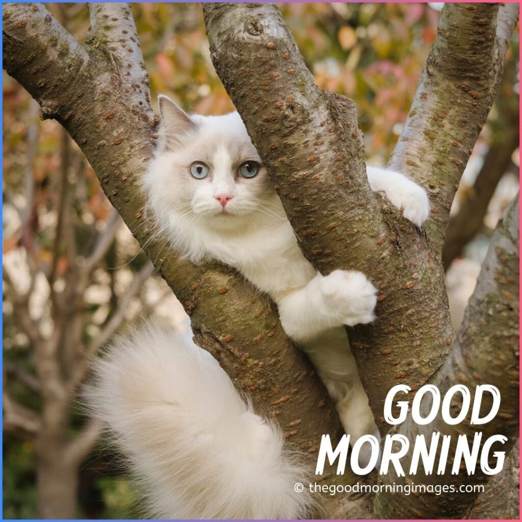good morning kitten images