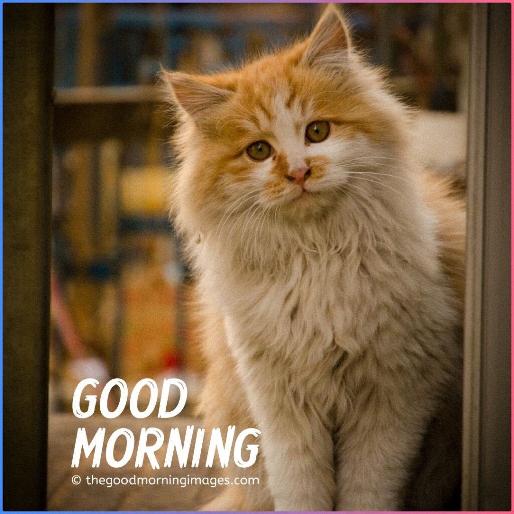 good morning kitten images