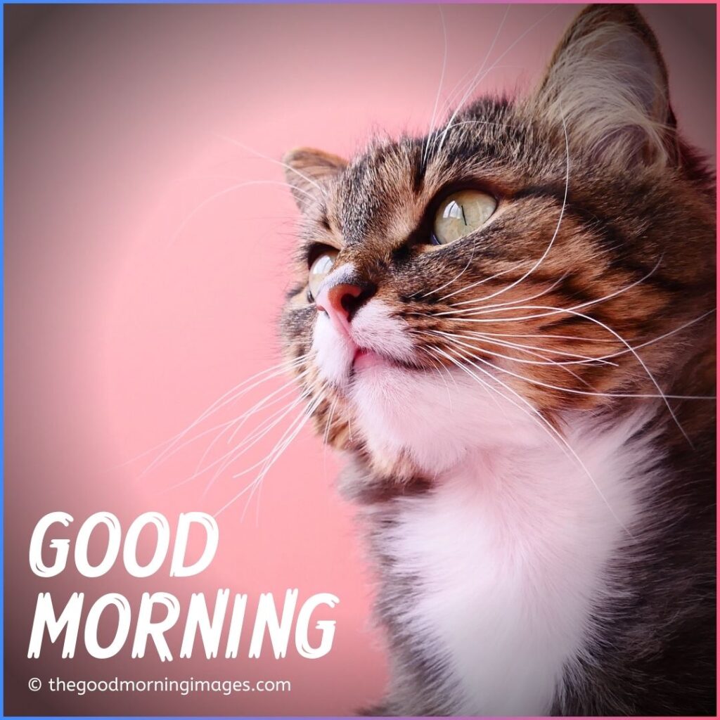 Good Morning Kitten Images