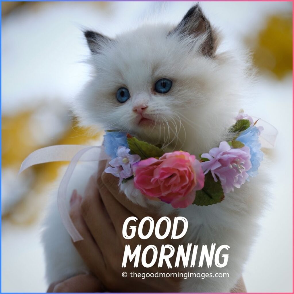 lovely cute kitten or cat images for good morning