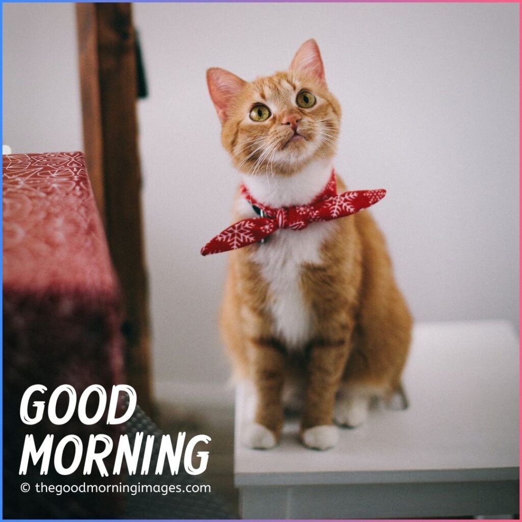 good morning cat love images