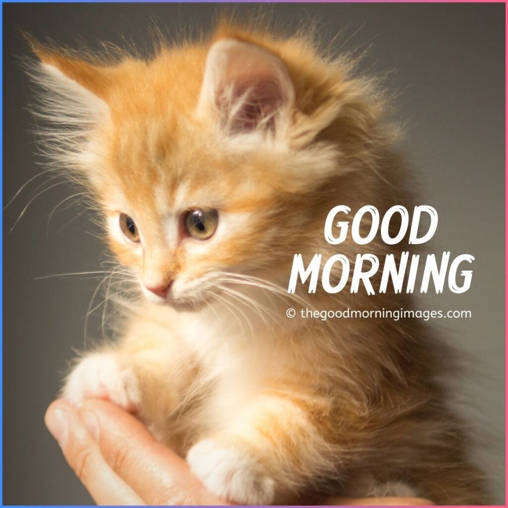 good morning kitten images