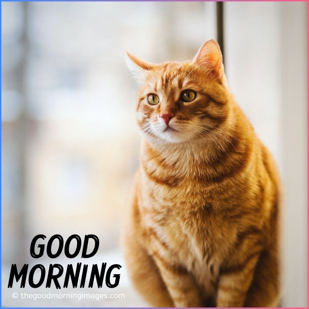 good morning kitten images