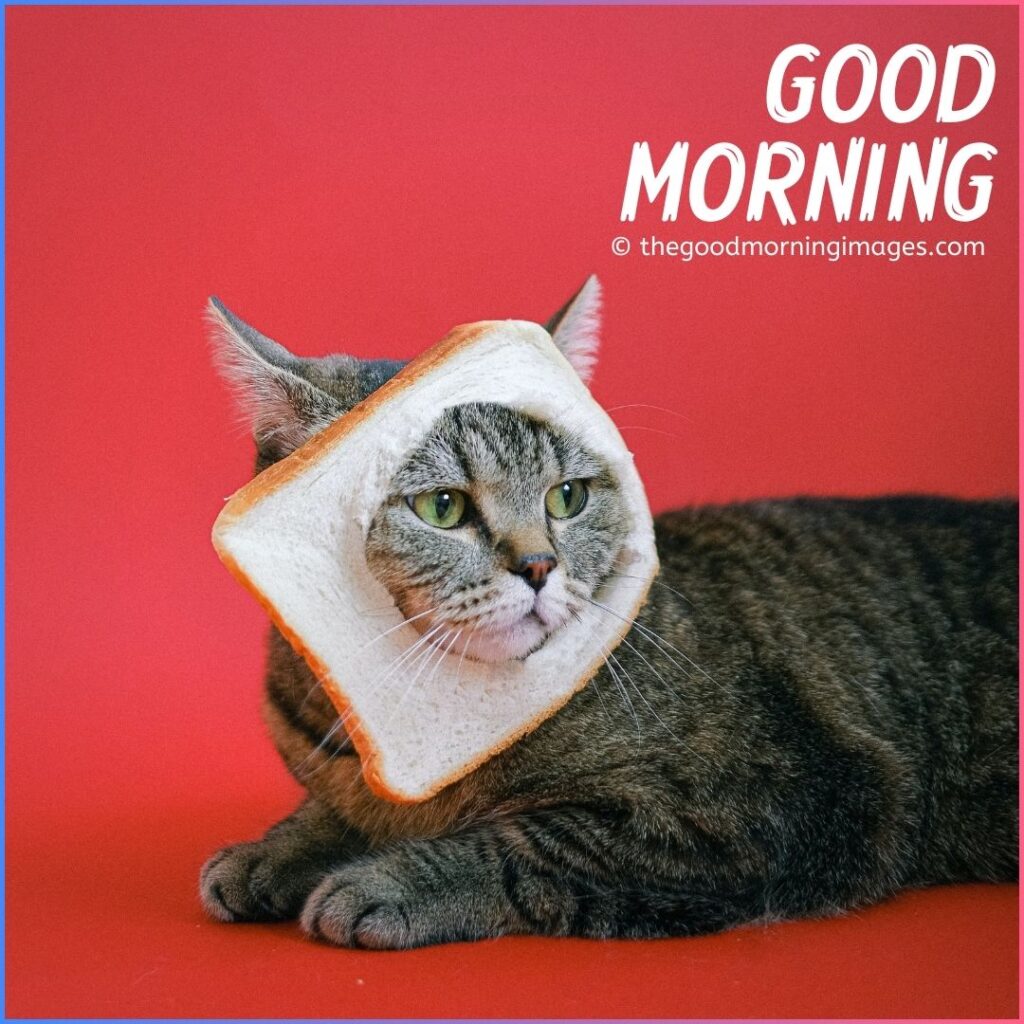 good morning funny kitten images