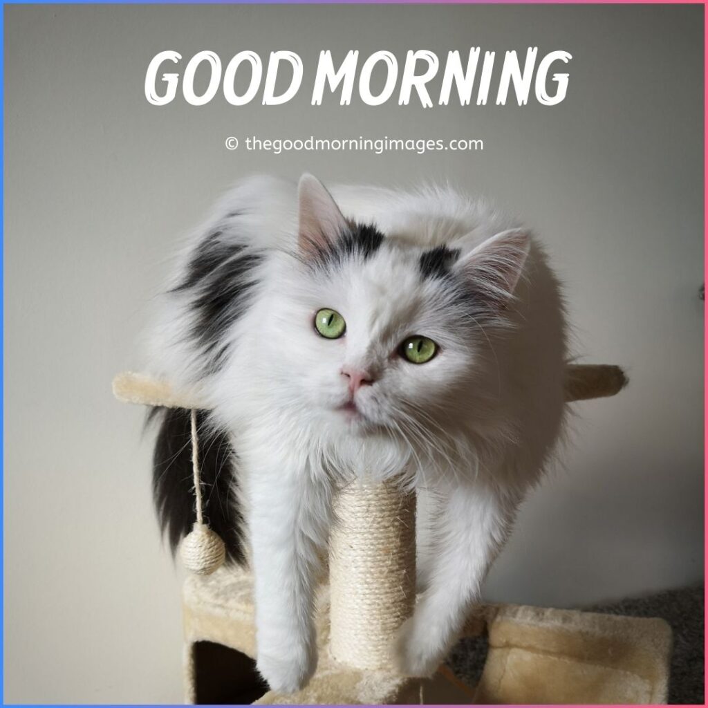 good morning kitten images