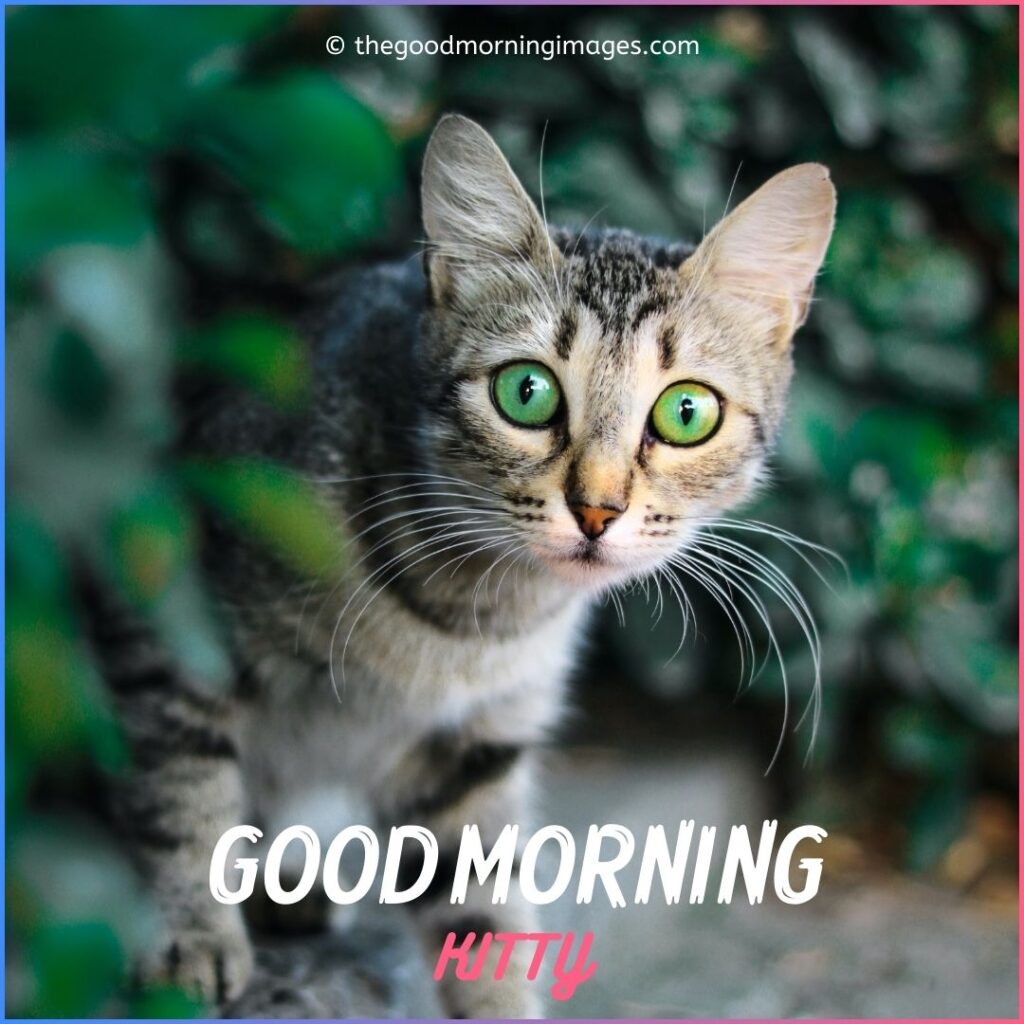 good morning cat wallpaper