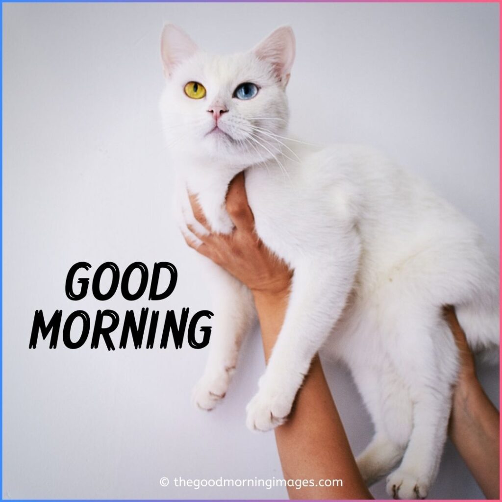 good morning kitten images