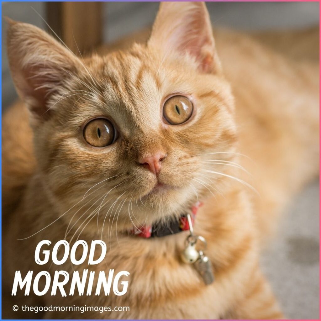 good morning kitten images