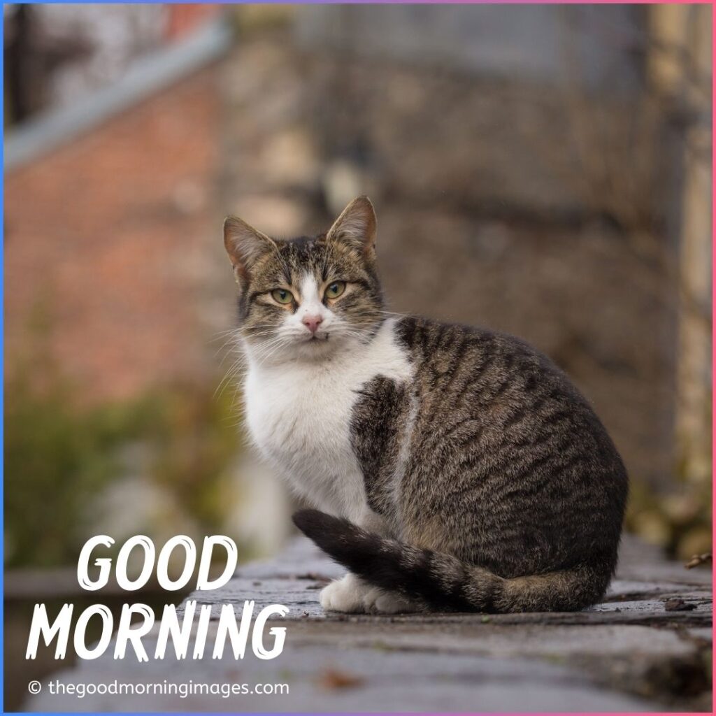 good morning kitten images