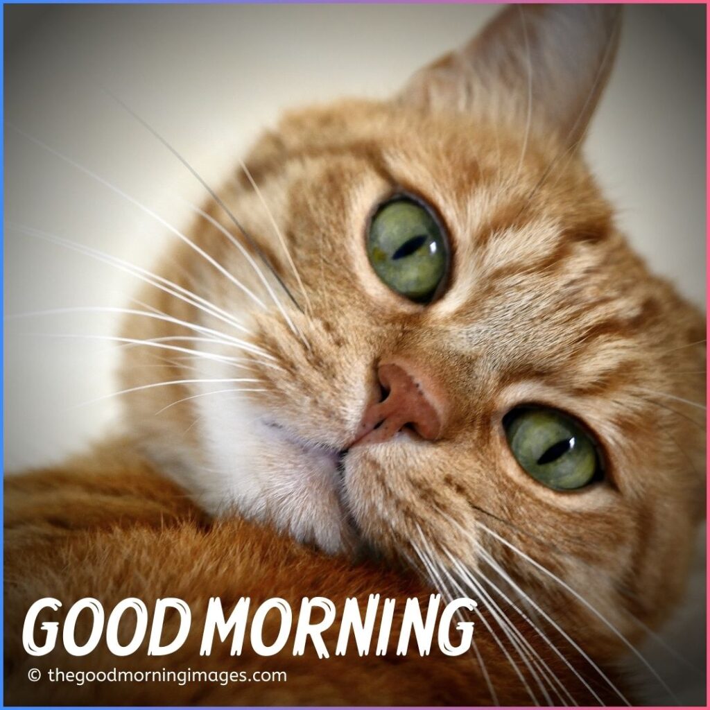 Good Morning Kitten Images