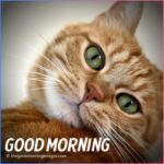 Cute Good Morning Kitten Images, Wallpaper & Pictures