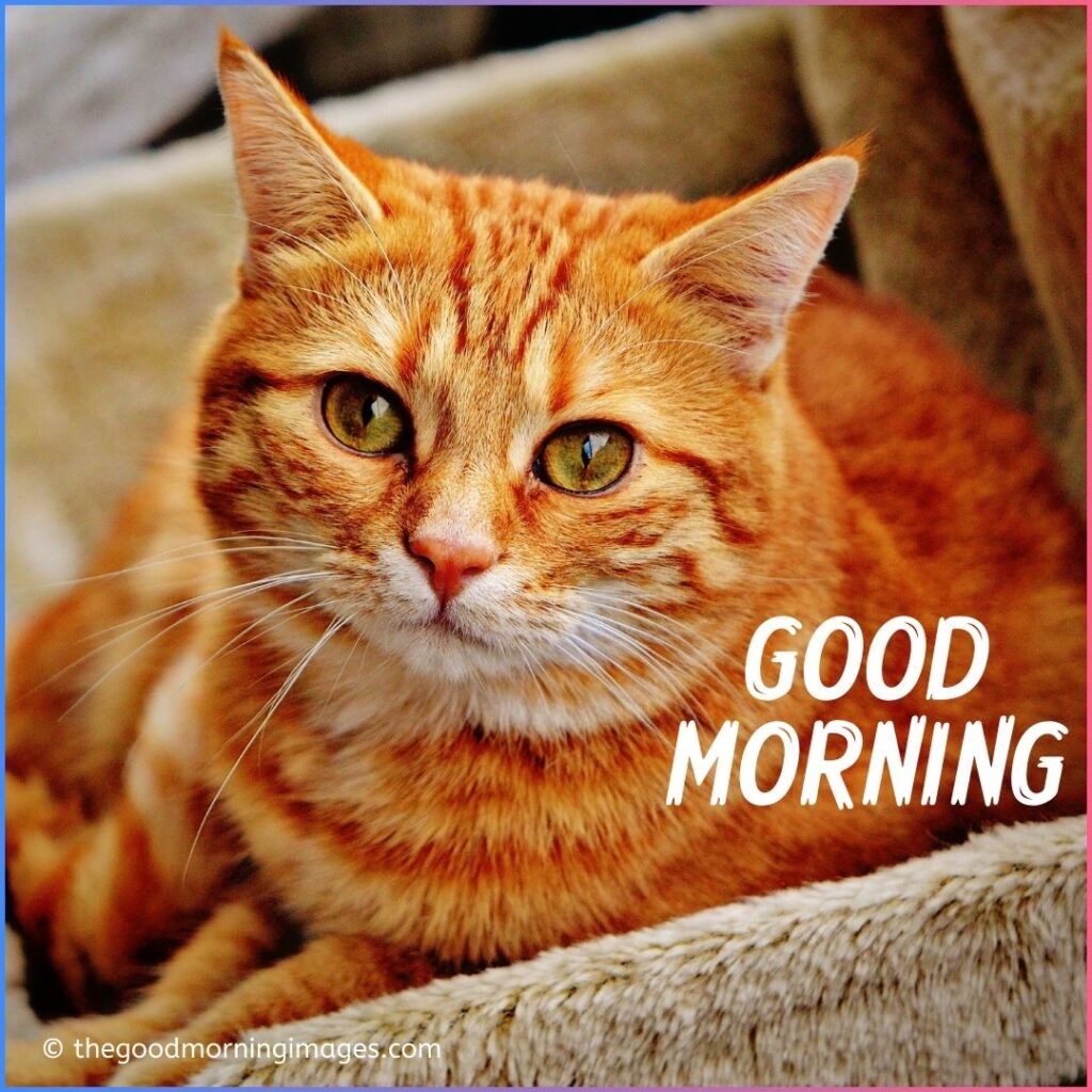 good morning kitten images