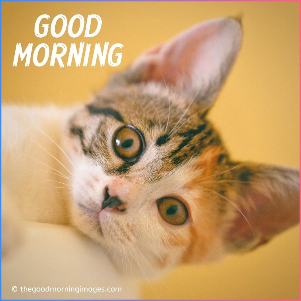 good morning kitten images