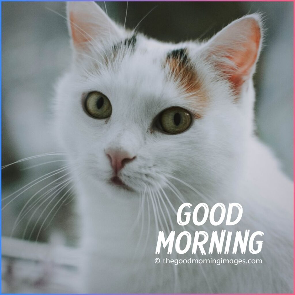 good morning kitten images