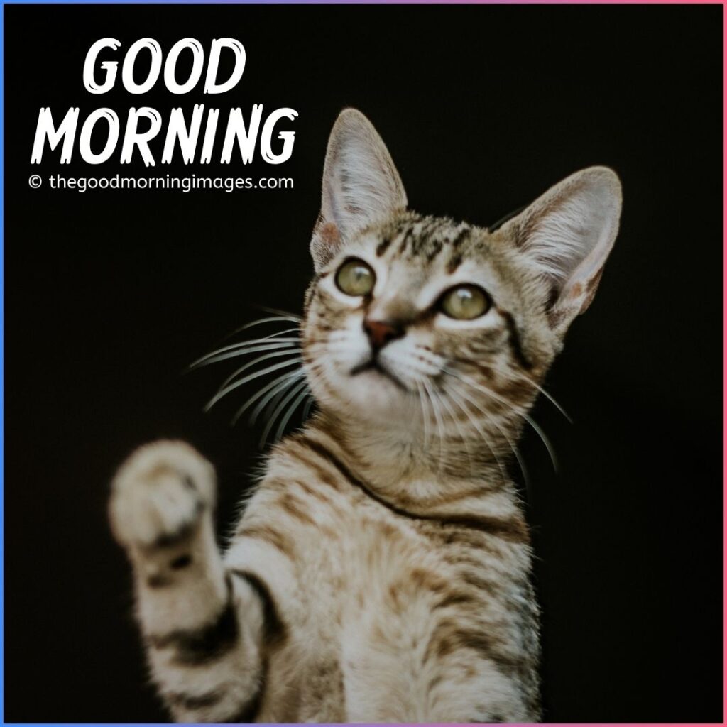 good morning kitten images