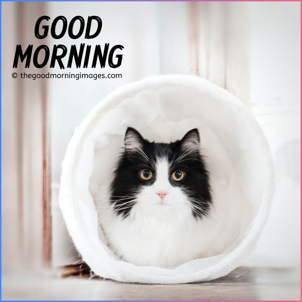 good morning kitten images