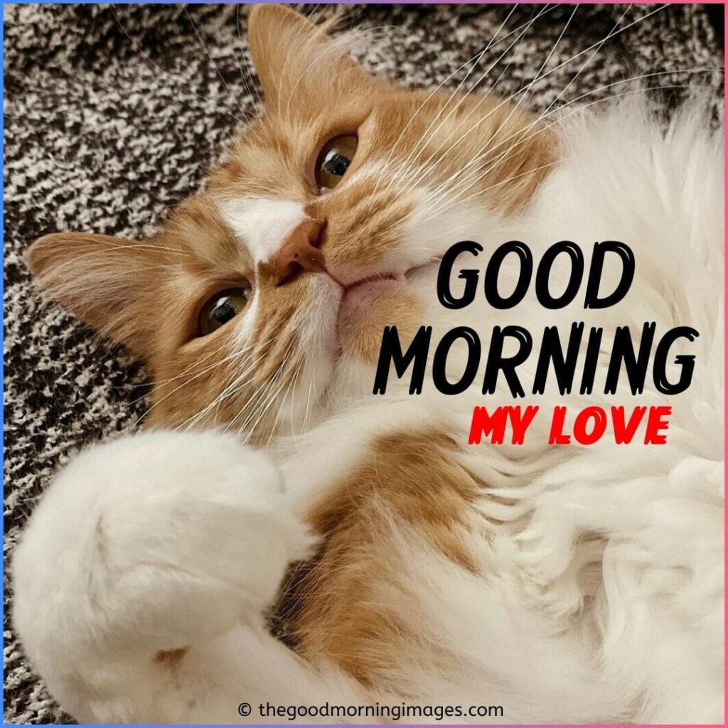 Good Morning My Love Kitten Images