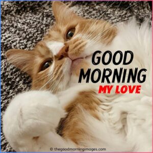 Cute Good Morning Kitten Images, Wallpaper & Pictures